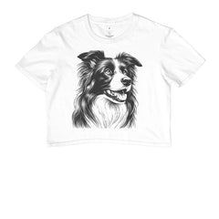 Border collie PRÍNCIPE DAS PRAIAS