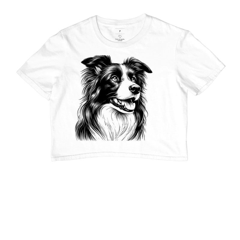 Border collie PRÍNCIPE DAS PRAIAS